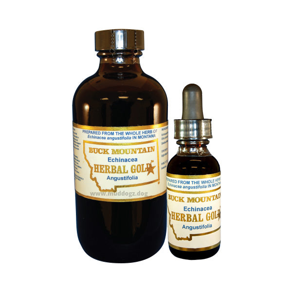 Immune System Booster - Echinacea Angustifolia Extract